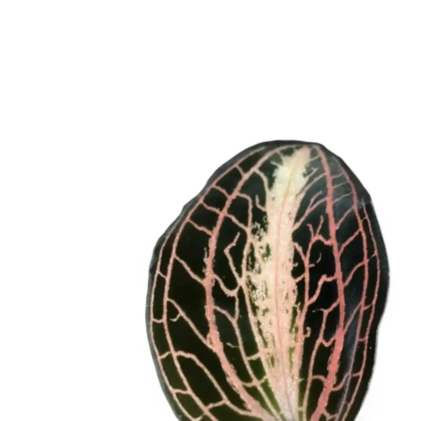 Anoectochilus albolineatus leaf close-up on white background.