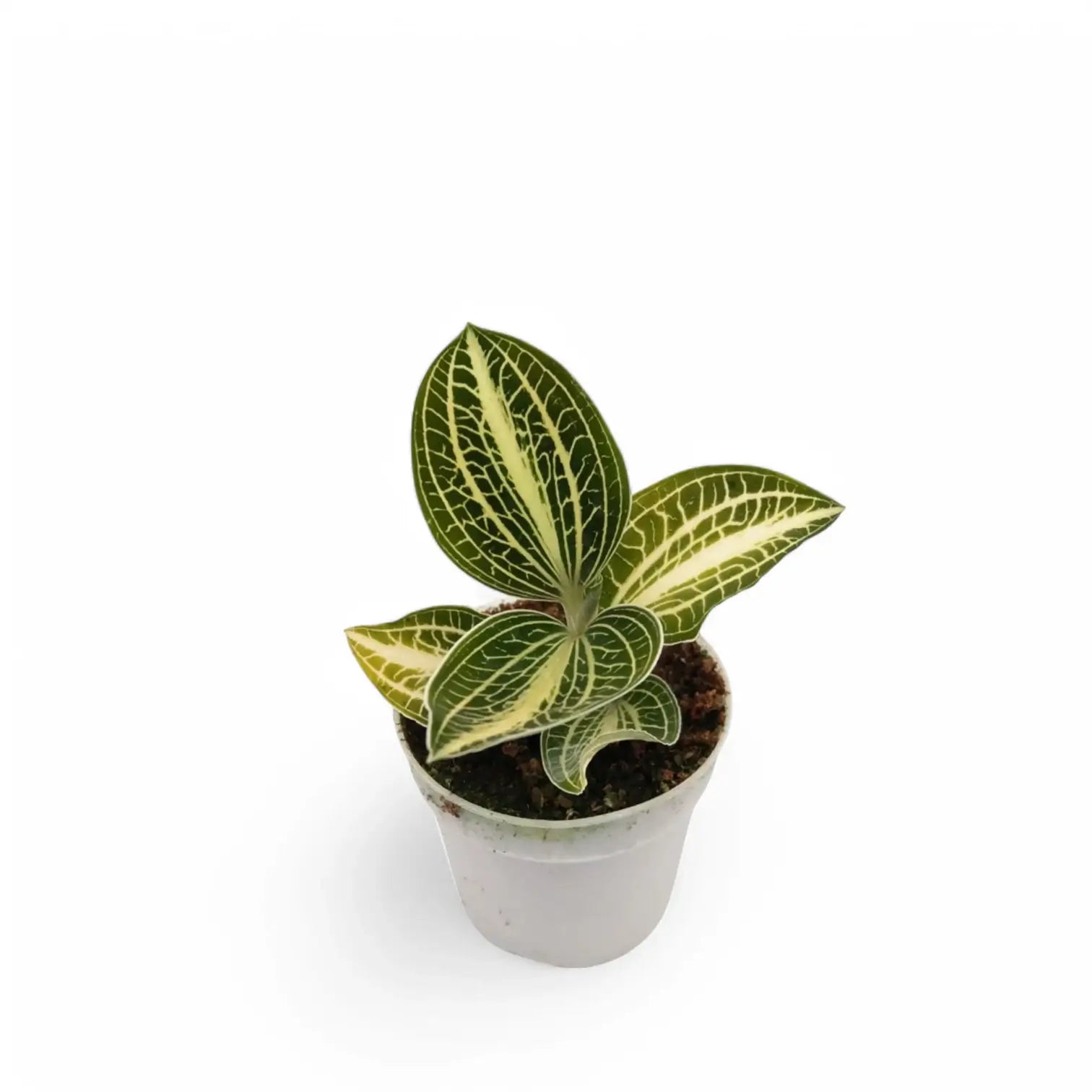 Anoectochilus albolineatus 'White Center' Zimmerpflanze im Anzuchttopf vor weißem Hintergrund, Produktfoto 2.