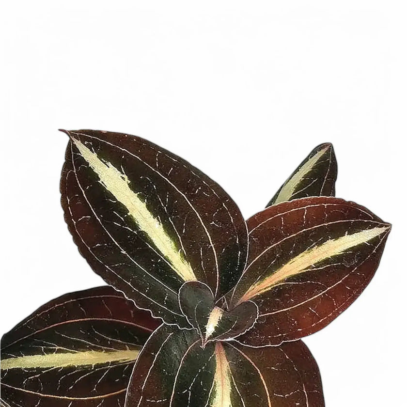 Anoectochilus lylei leaf close-up on white background.