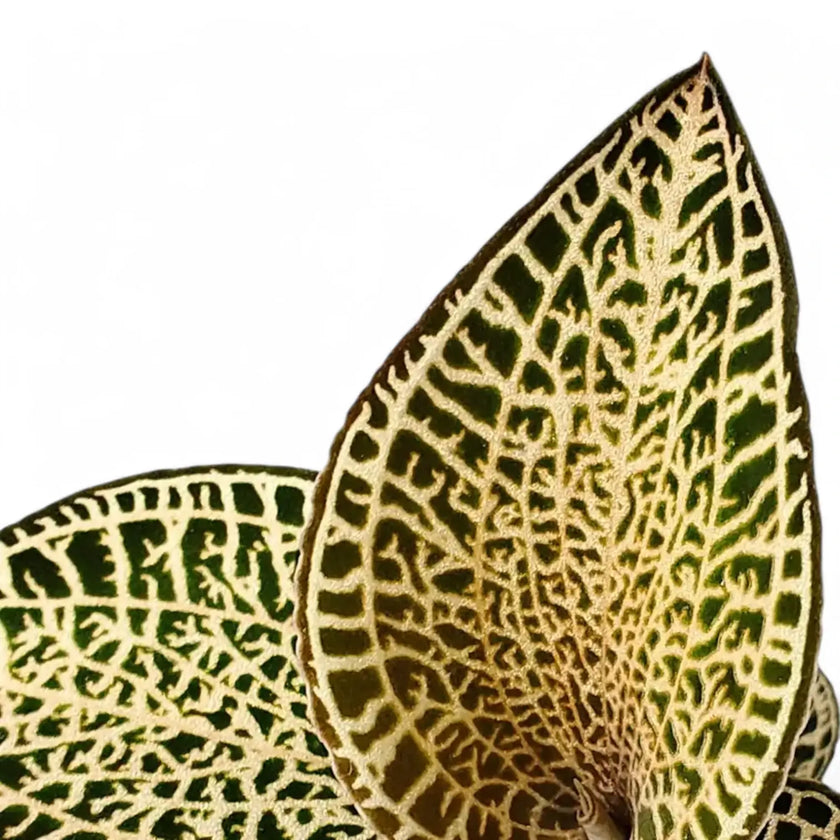 Anoectochilus roxburghii 'Gold Bar' leaf close-up on white background.