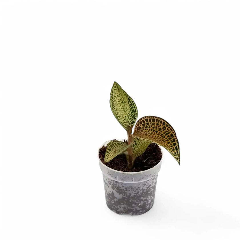 Anoectochilus roxburghii 'Gold Bar' potted houseplant in nursery pot on white background, product photo 2.
