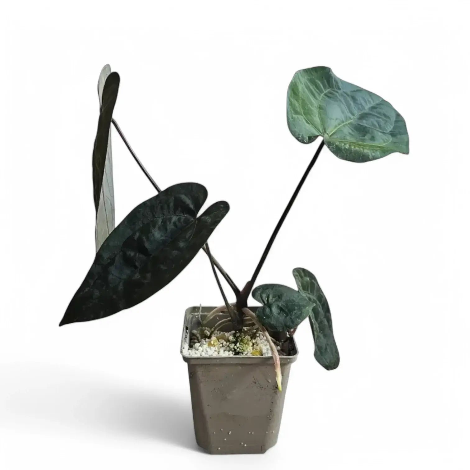 Anthurium 'Ace of Spades' potted houseplant in nursery pot on white background, product photo 5.