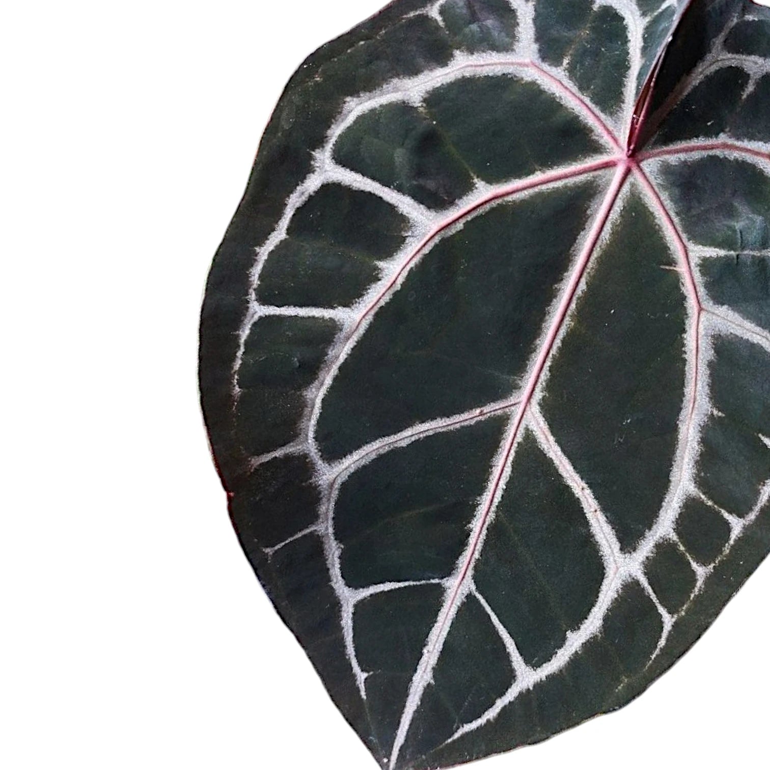 Anthurium' Michelle' ® (DocBlock) – Blattdetail vor weißem Hintergrund..