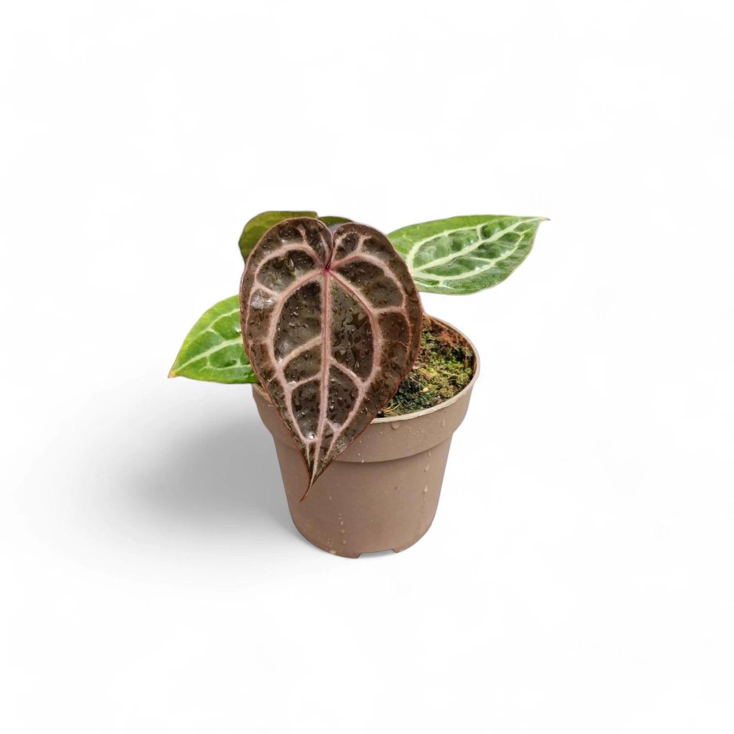 Anthurium' Michelle' ® (DocBlock) Zimmerpflanze im Anzuchttopf vor weißem Hintergrund, Produktfoto 5.