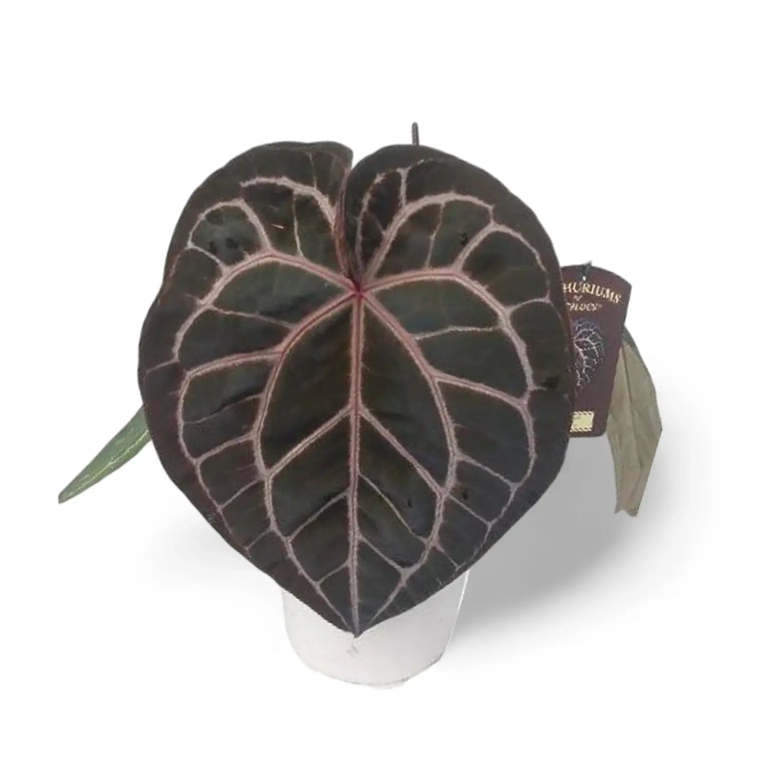 Anthurium' Michelle' ® (DocBlock) Zimmerpflanze im Anzuchttopf vor weißem Hintergrund, Produktfoto 12.