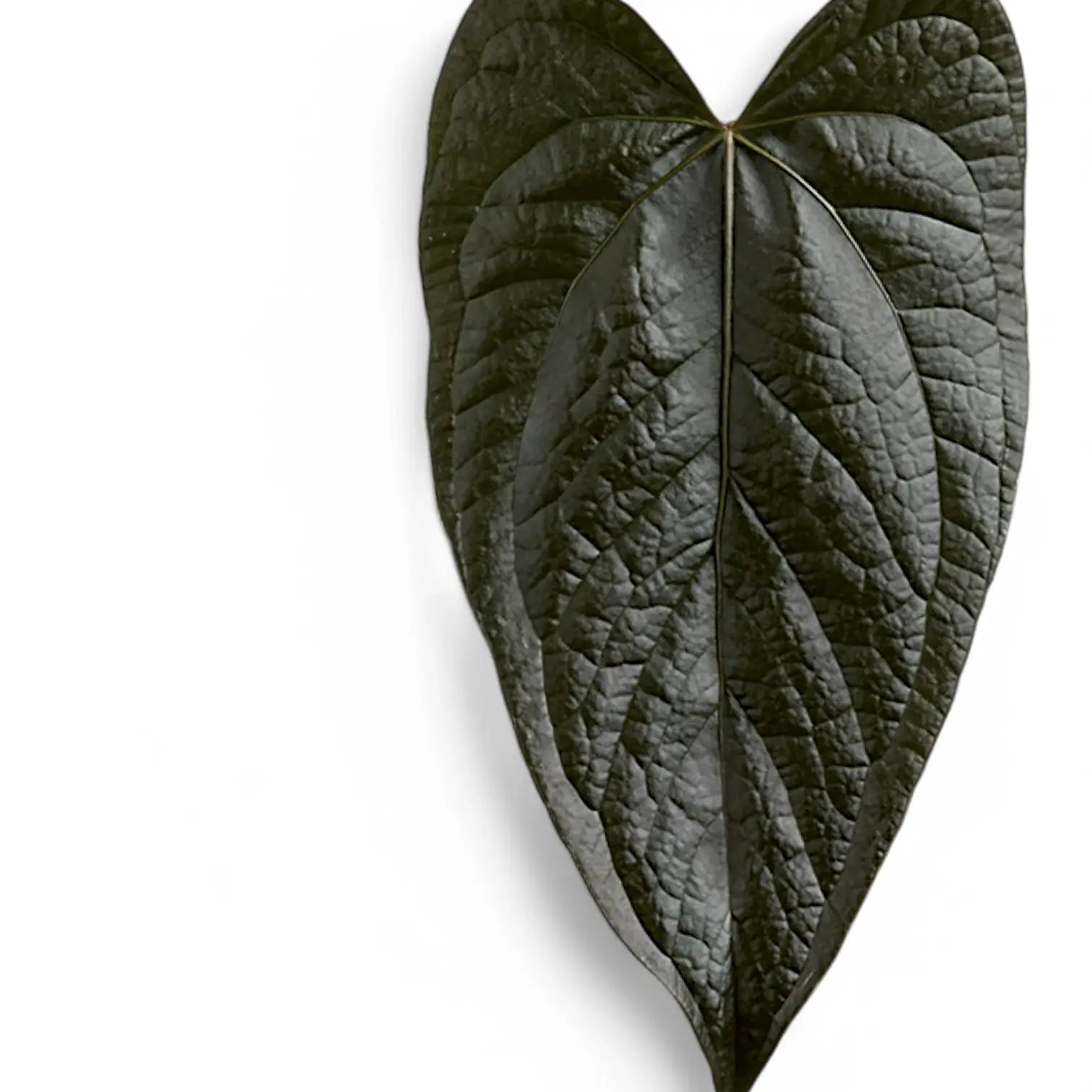 Anthurium 'Queen of hearts' leaf close-up on white background.