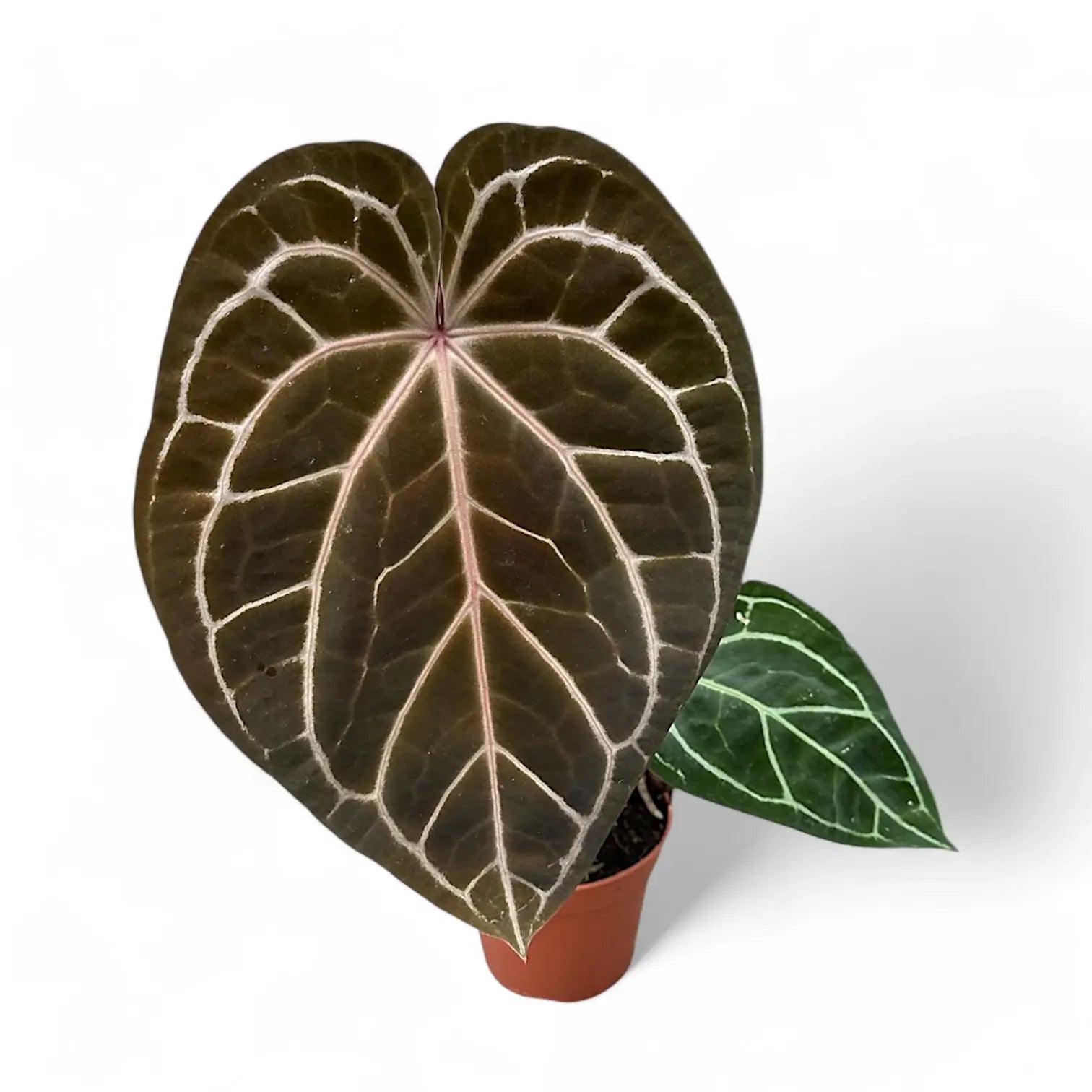 Anthurium 'Red crystallinum' Zimmerpflanze im Anzuchttopf vor weiĂźem Hintergrund, Produktfoto 2.
