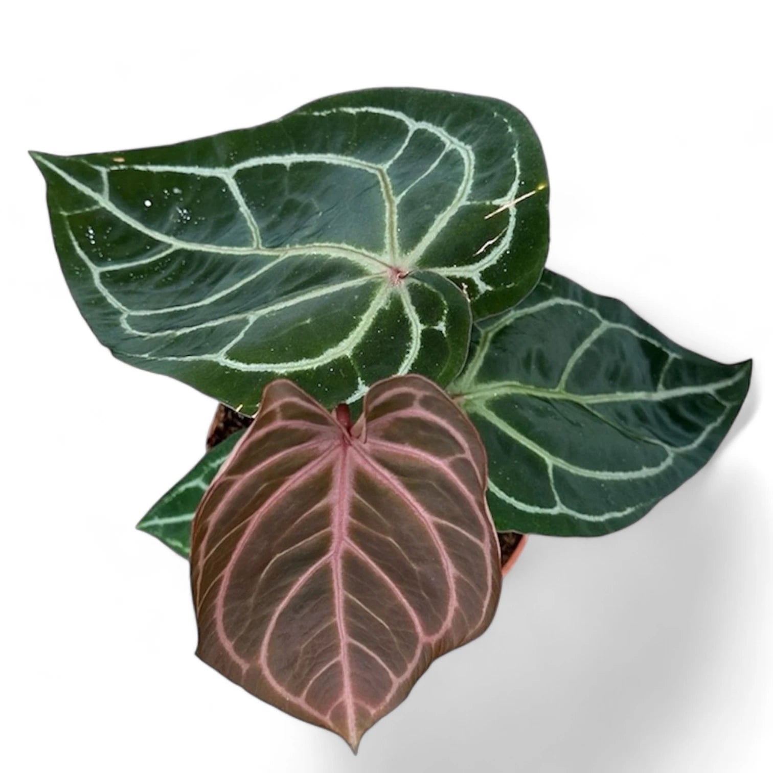 Anthurium 'Red crystallinum' Zimmerpflanze im Anzuchttopf vor weiĂźem Hintergrund, Produktfoto 3.