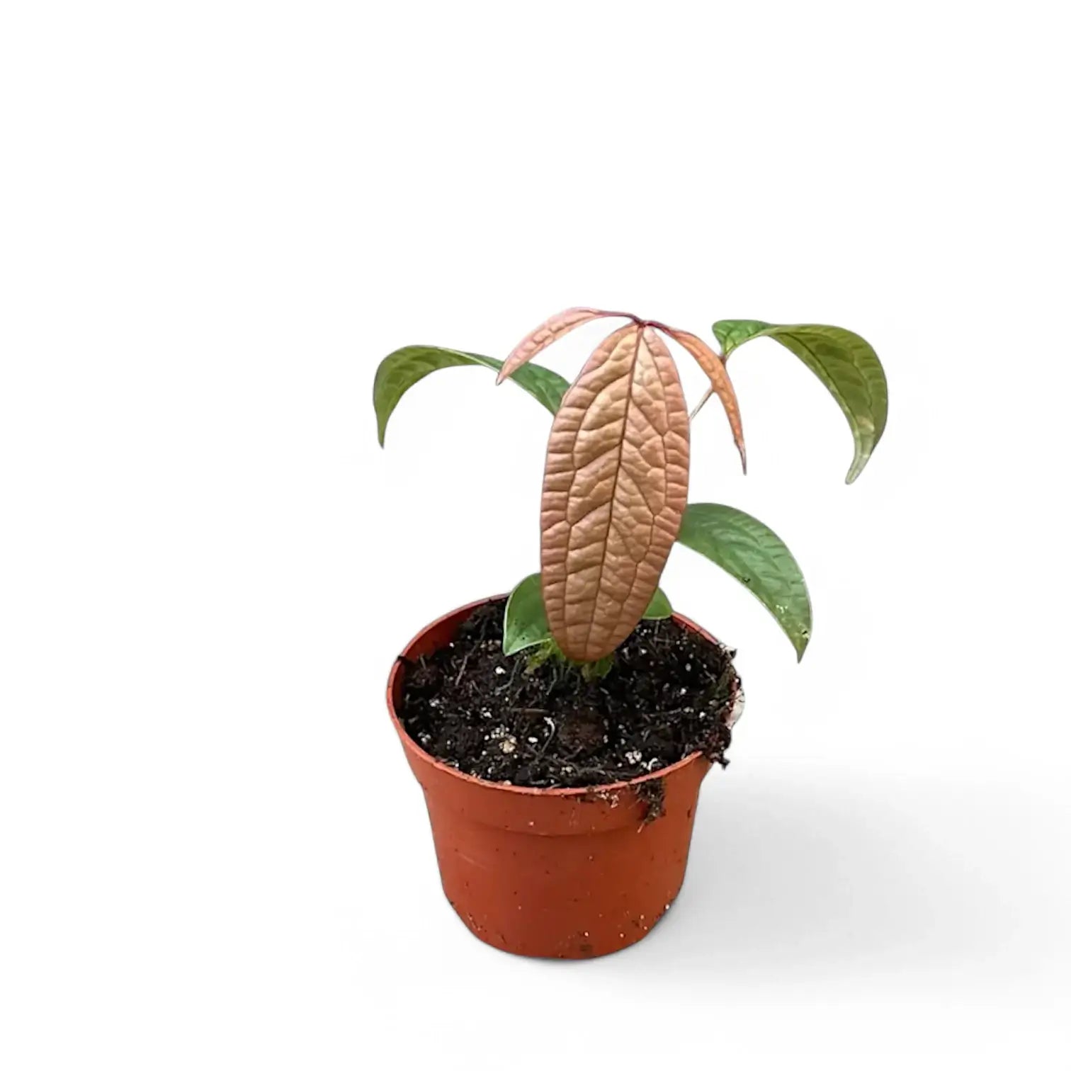 Anthurium arisaemoides Zimmerpflanze im Anzuchttopf vor weißem Hintergrund, Produktfoto 2.