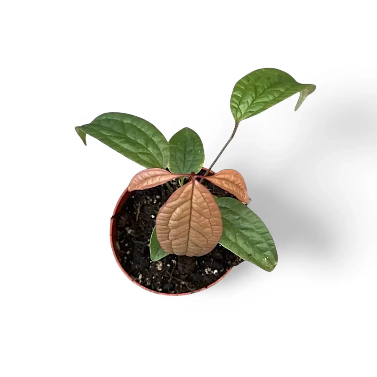 Anthurium arisaemoides Zimmerpflanze im Anzuchttopf vor weißem Hintergrund, Produktfoto 3.