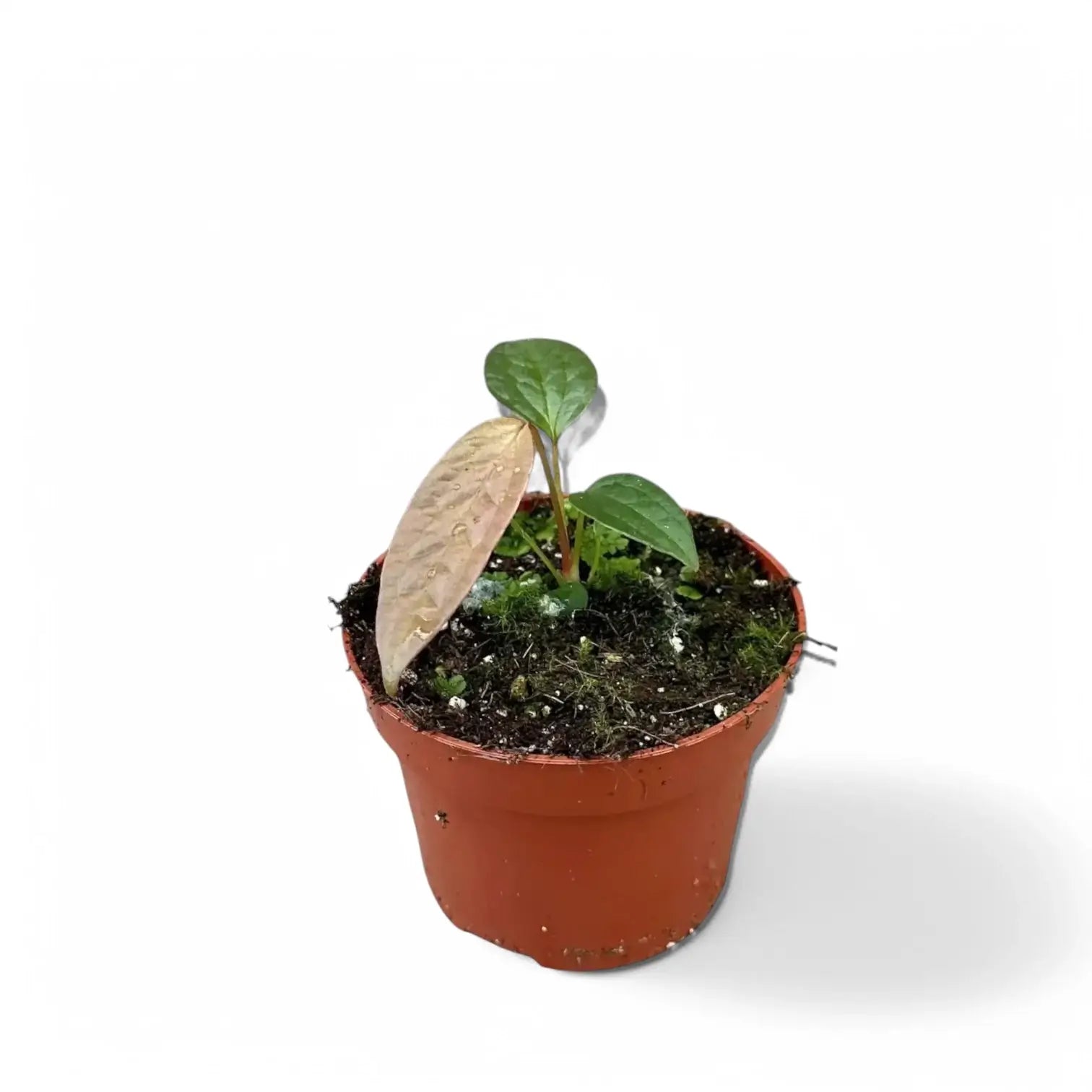 Anthurium arisaemoides Zimmerpflanze im Anzuchttopf vor weißem Hintergrund, Produktfoto 4.