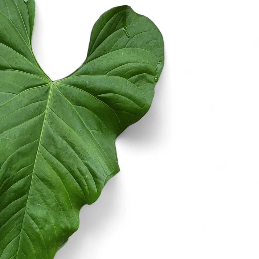 Anthurium balaoanum leaf close-up on white background.