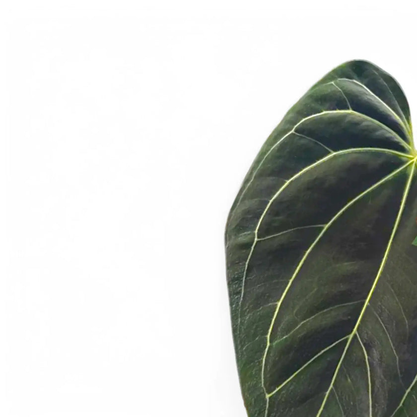 Anthurium besseae aff x forgetii leaf close-up on white background.