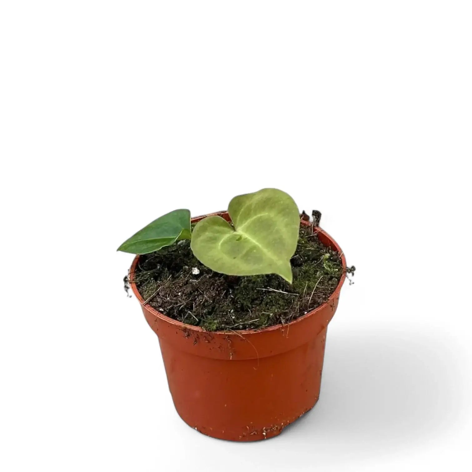 Anthurium besseae aff x forgetii Zimmerpflanze im Anzuchttopf vor weiĂźem Hintergrund, Produktfoto 3.