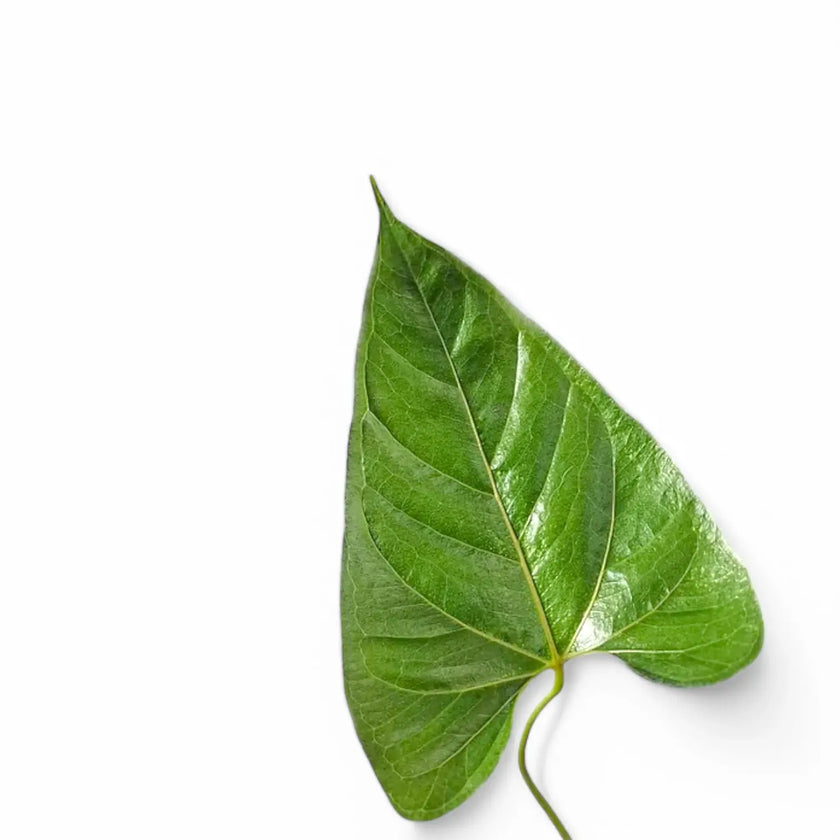 Anthurium chilmabajense leaf close-up on white background.
