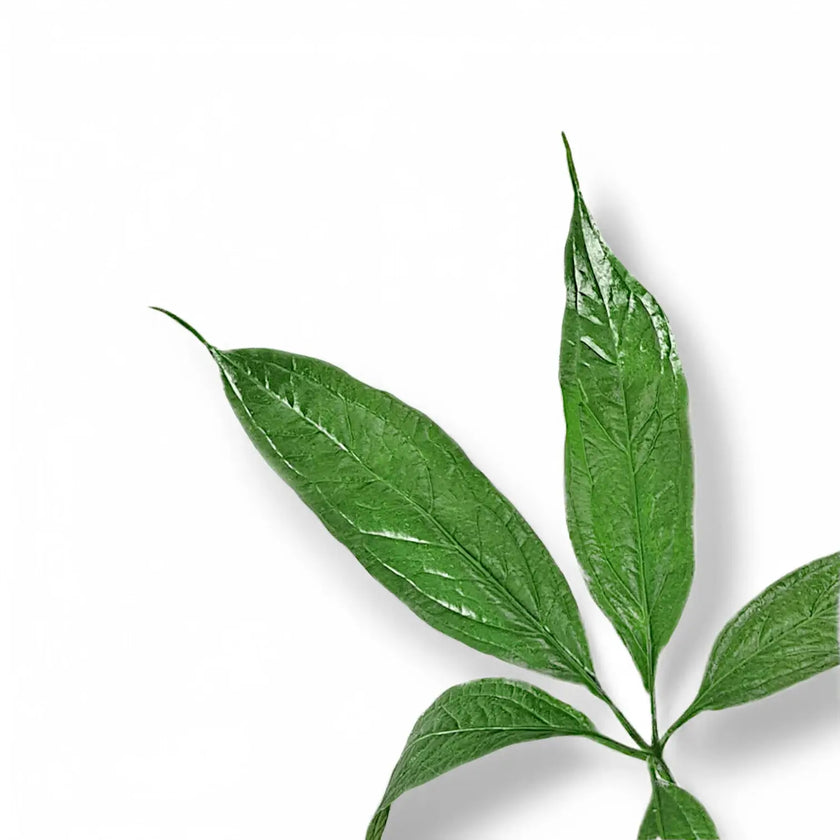 Anthurium clavigerum leaf close-up on white background.