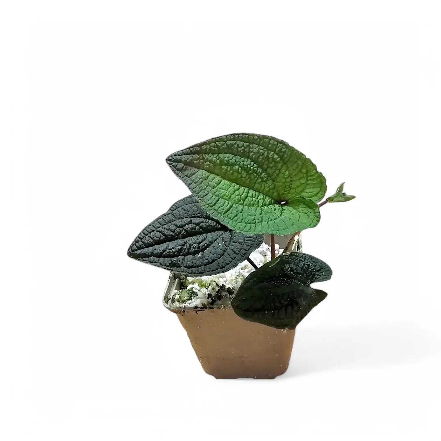 Anthurium clidemioides Zimmerpflanze im Anzuchttopf vor weißem Hintergrund, Produktfoto 3.