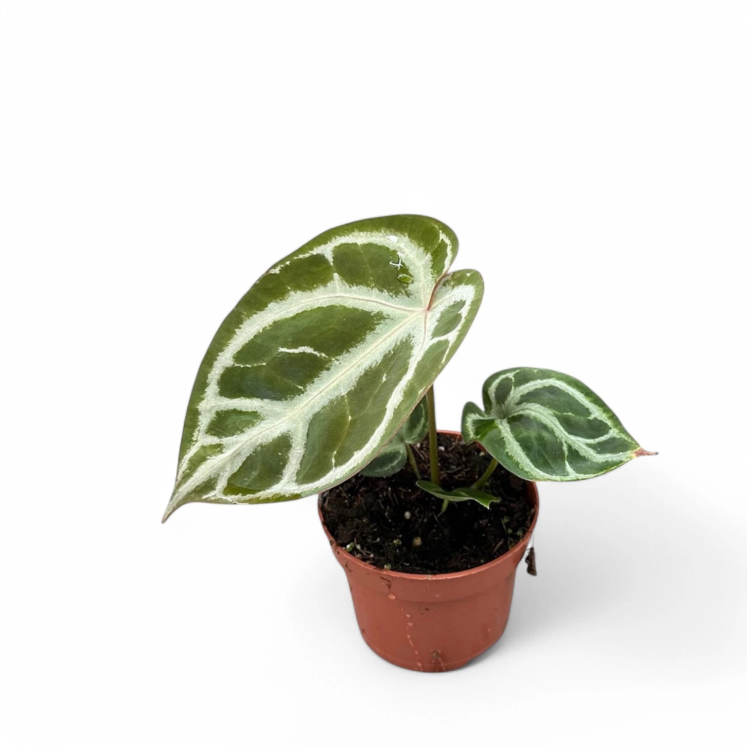 Anthurium crystallinum 'Silver' Zimmerpflanze im Anzuchttopf vor weiĂźem Hintergrund, Produktfoto 3.