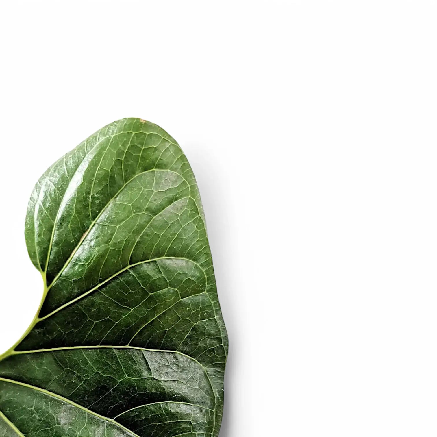 Anthurium decipens – Blattdetail vor weißem Hintergrund..