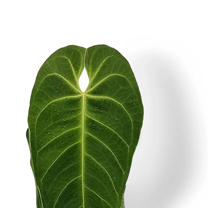 Anthurium dolichostachyum leaf close-up on white background.