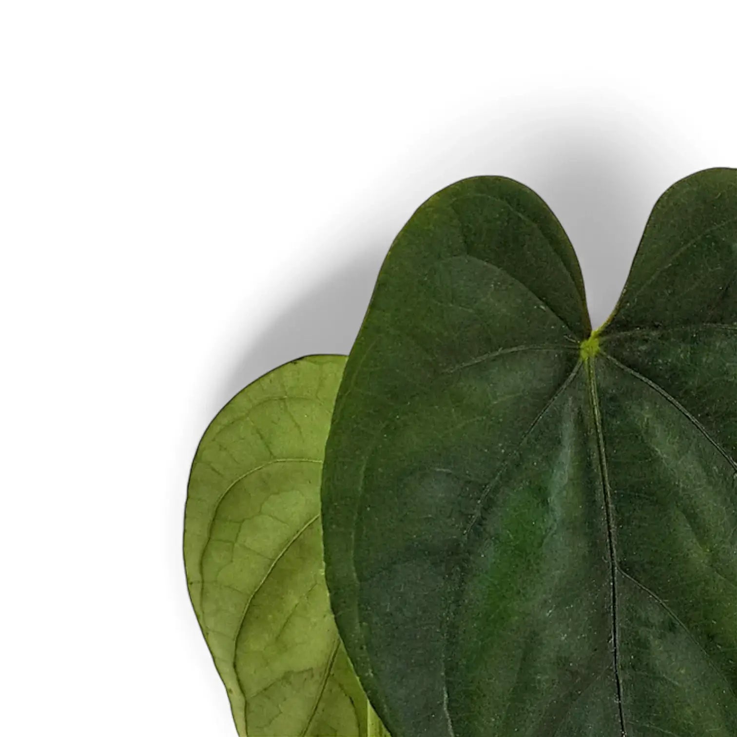 Anthurium esmeraldense leaf close-up on white background.