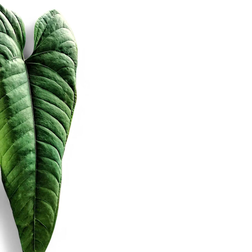 Anthurium flavolineatum leaf close-up on white background.