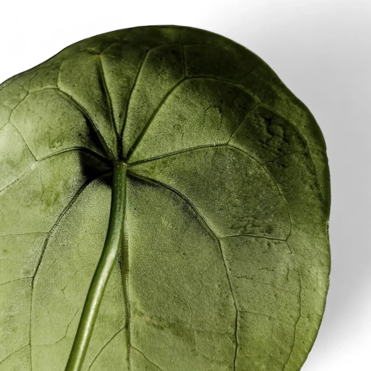 Anthurium forgetii – Blattdetail vor weißem Hintergrund..