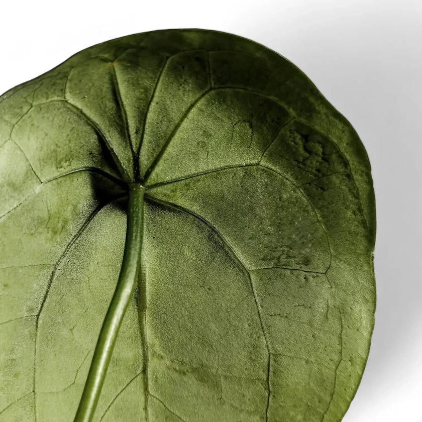 Anthurium forgetii leaf close-up on white background.