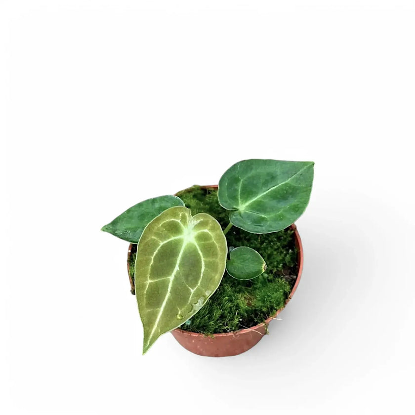 Anthurium forgetii 'Silver' potted houseplant in nursery pot on white background, product photo 2.