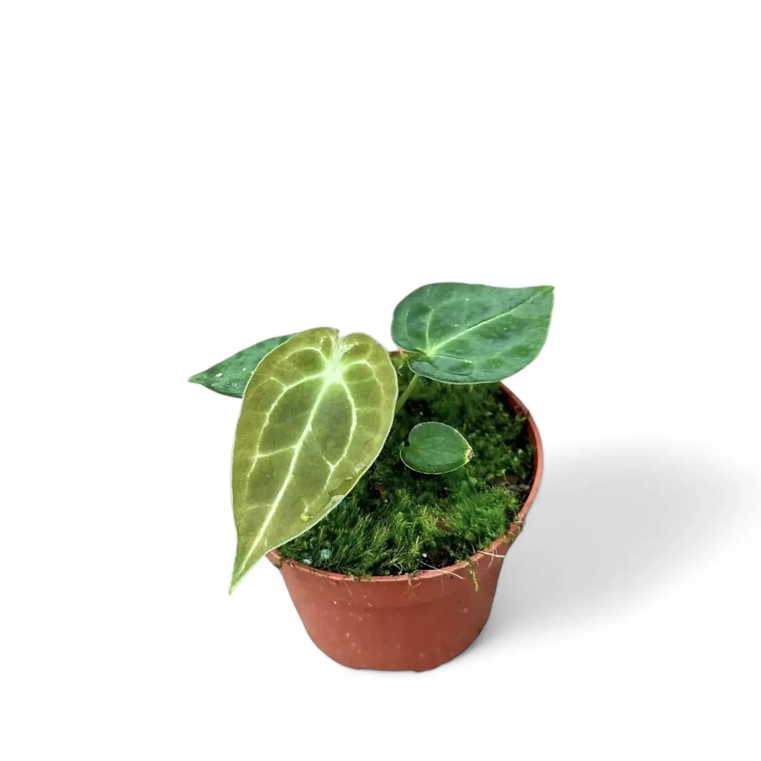 Anthurium forgetii 'Silver' Zimmerpflanze im Anzuchttopf vor weißem Hintergrund, Produktfoto 3.