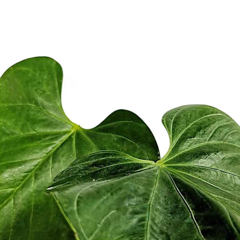 Anthurium formosum leaf close-up on white background.