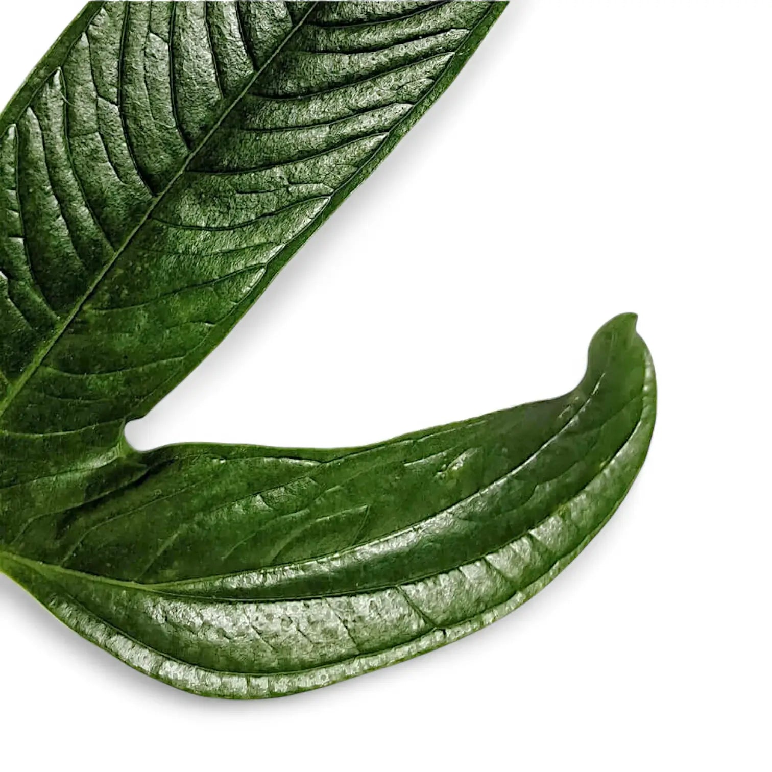 Anthurium furcatum leaf close-up on white background.