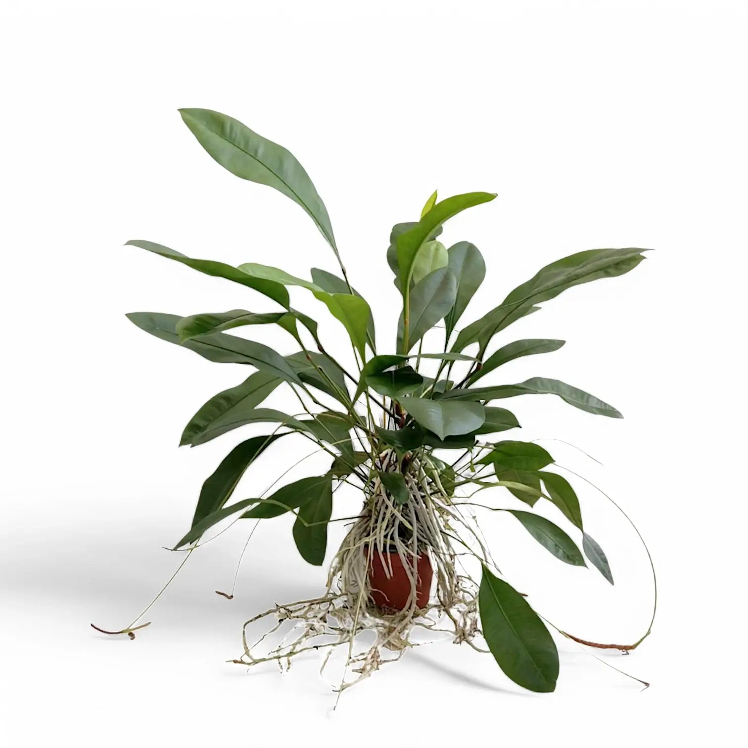 Anthurium gracile potted houseplant in nursery pot on white background, product photo 2.
