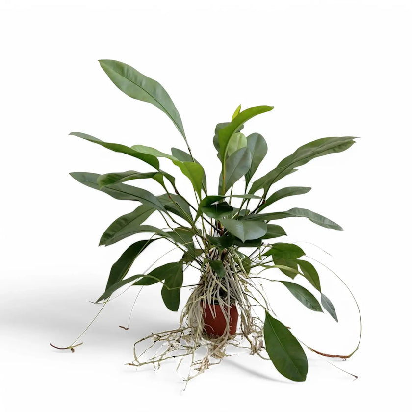 Anthurium gracile Zimmerpflanze im Anzuchttopf vor weißem Hintergrund, Produktfoto 2.