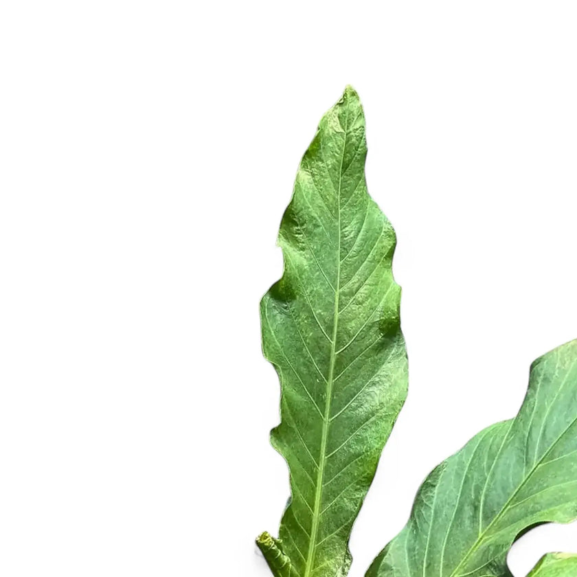 Anthurium hookeri leaf close-up on white background.
