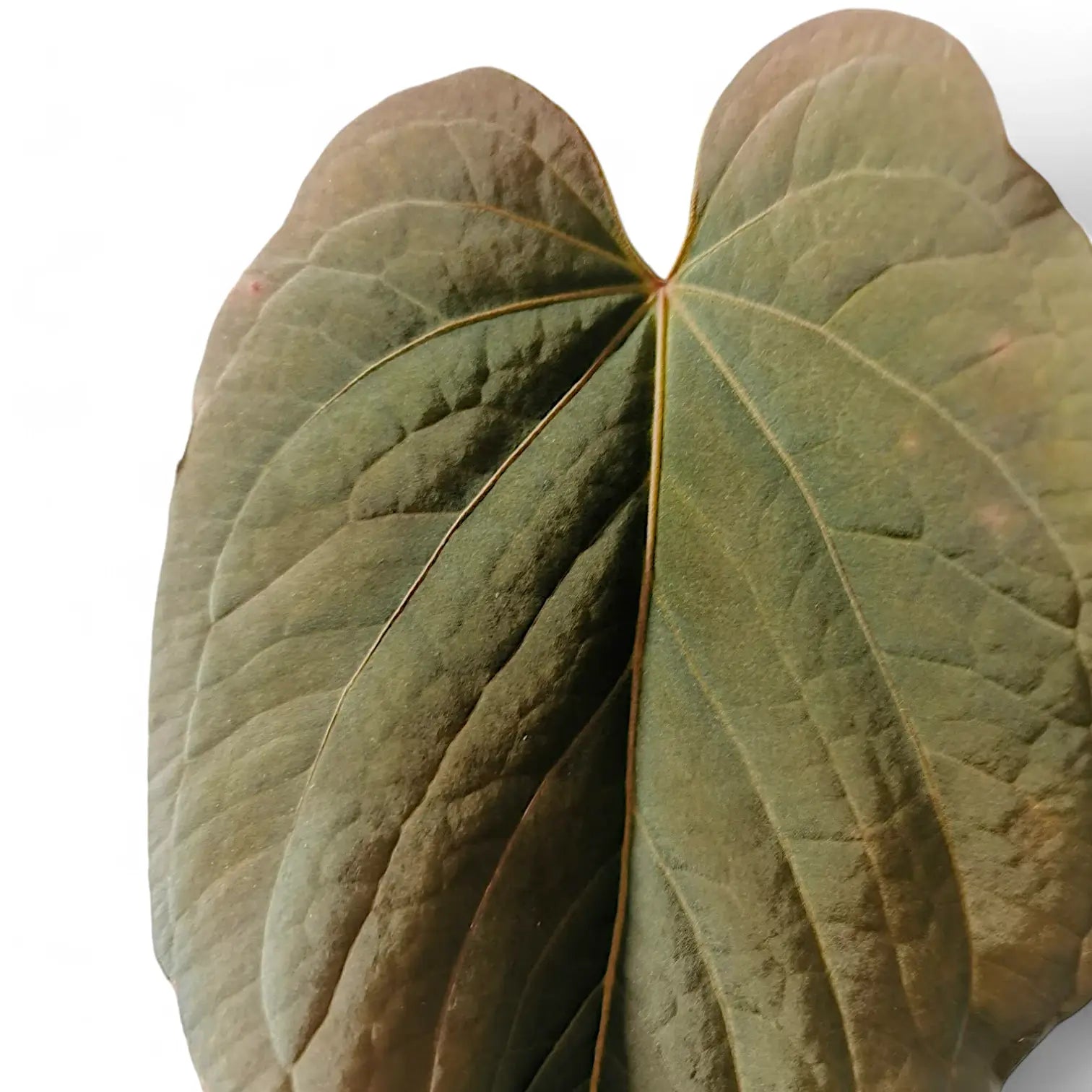 Anthurium kunayalense – Blattdetail vor weißem Hintergrund..