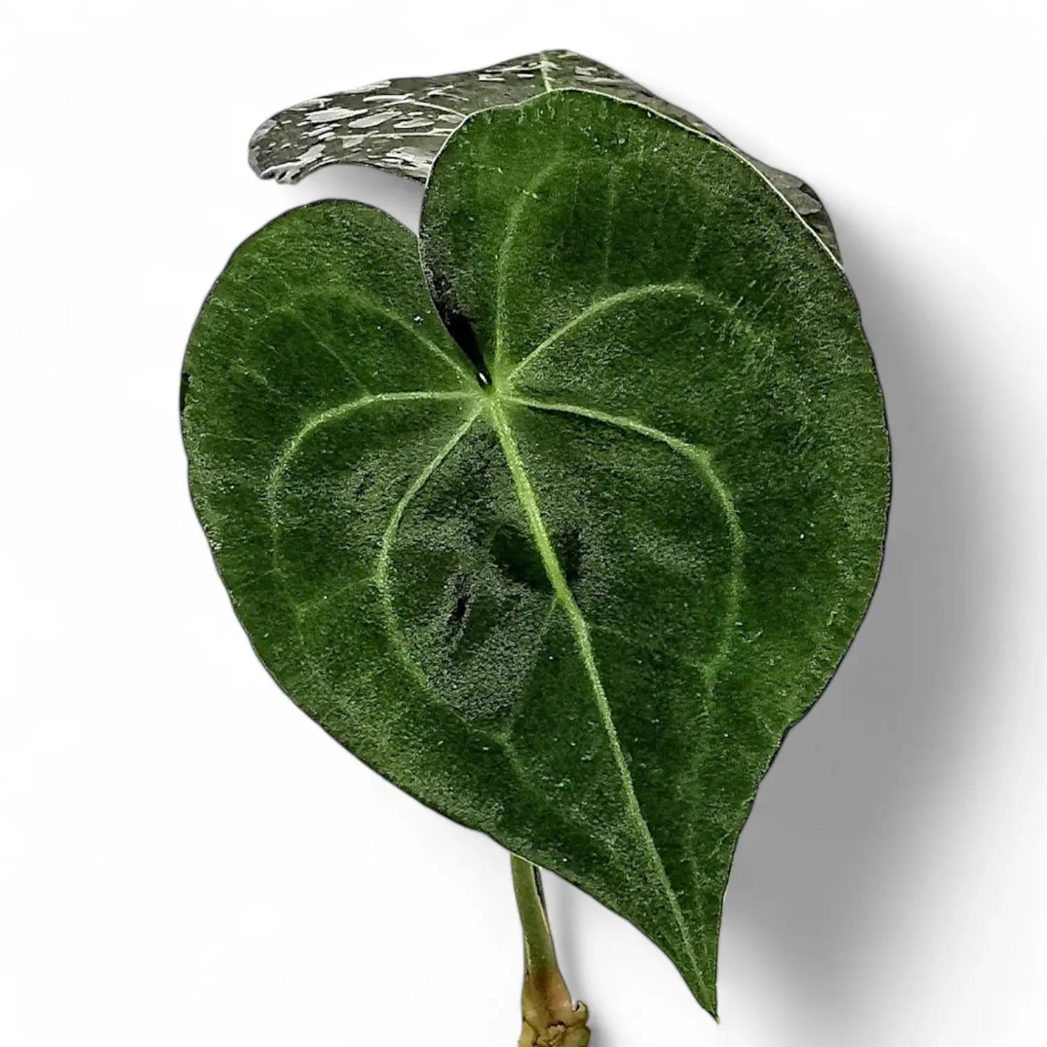 Anthurium leuconeurum potted houseplant in nursery pot on white background, product photo 2.