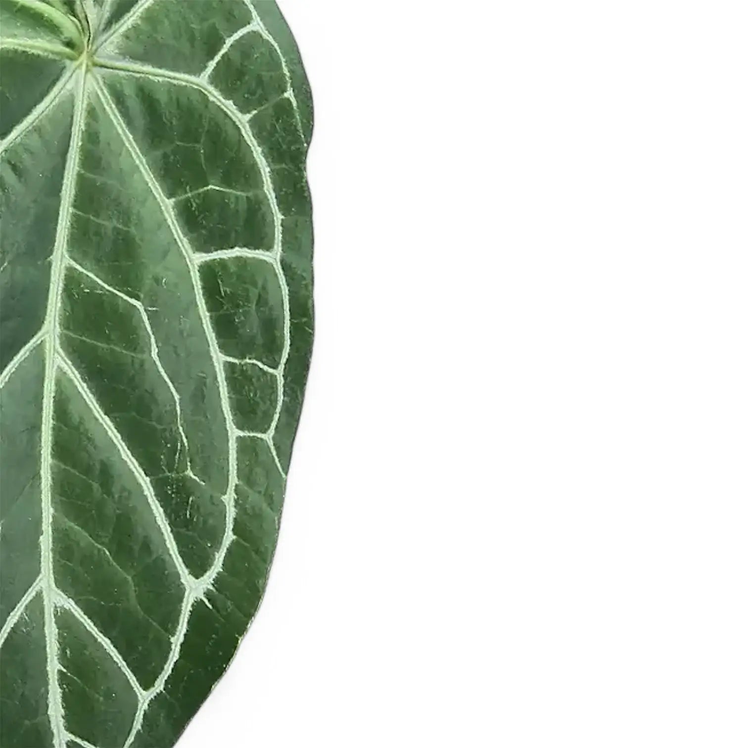 Anthurium magnificum x crystallinum leaf close-up on white background.