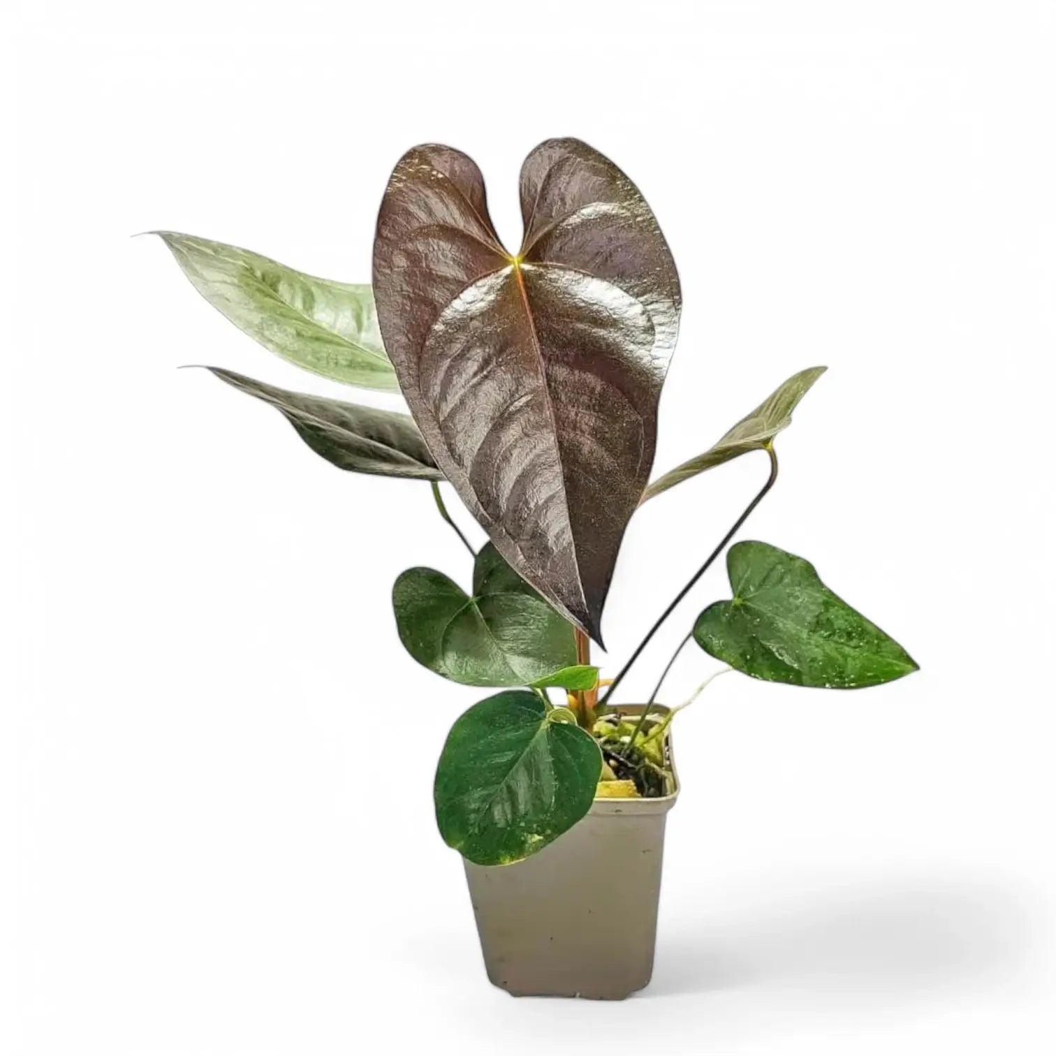 Anthurium moodeanum potted houseplant in nursery pot on white background, product photo 3.