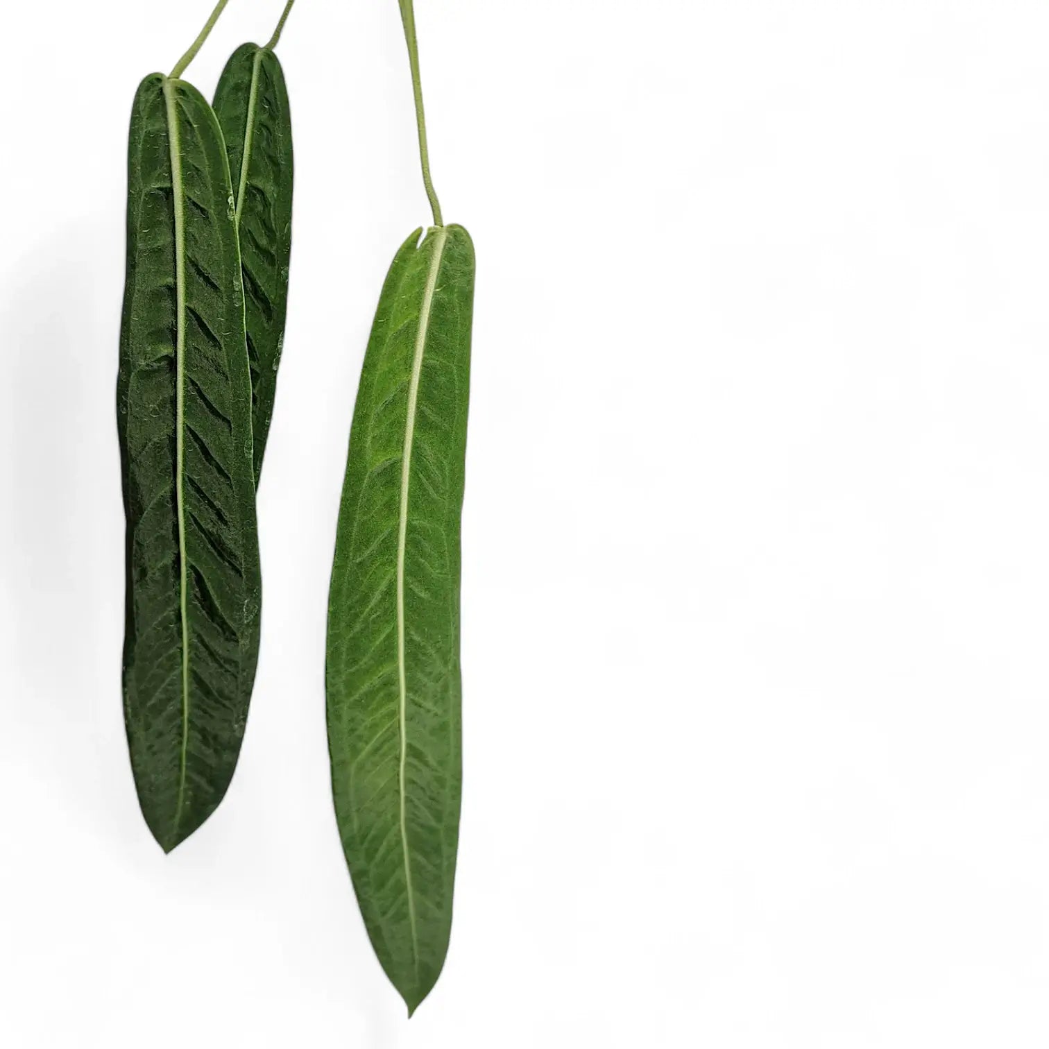 Anthurium pallidiflorum leaf close-up on white background.