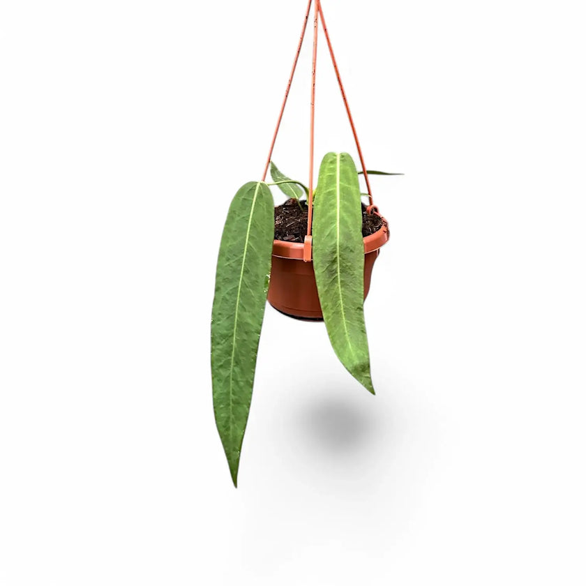 Anthurium pallidiflorum Zimmerpflanze im Anzuchttopf vor weißem Hintergrund, Produktfoto 2.