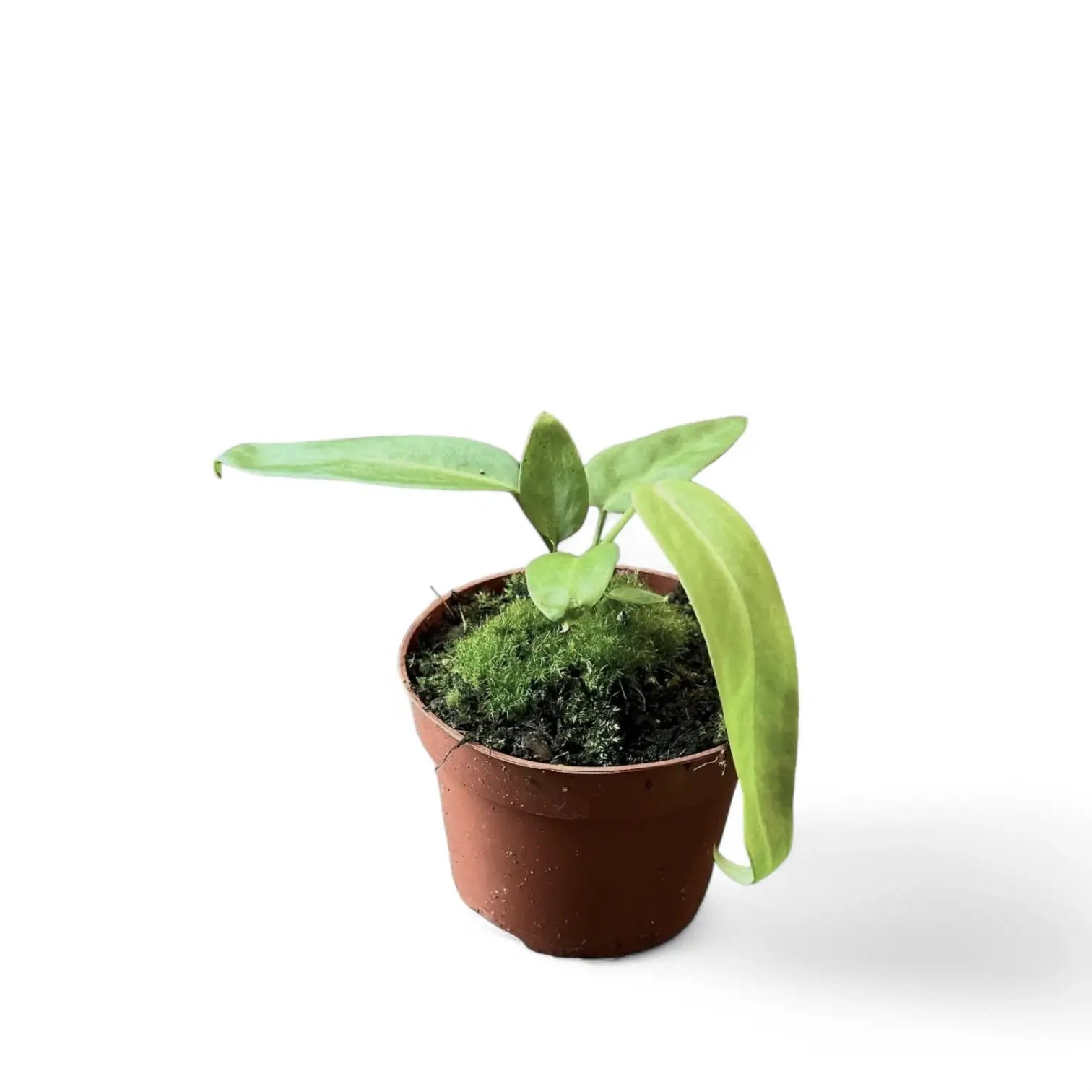 Anthurium pallidiflorum potted houseplant in nursery pot on white background, product photo 5.