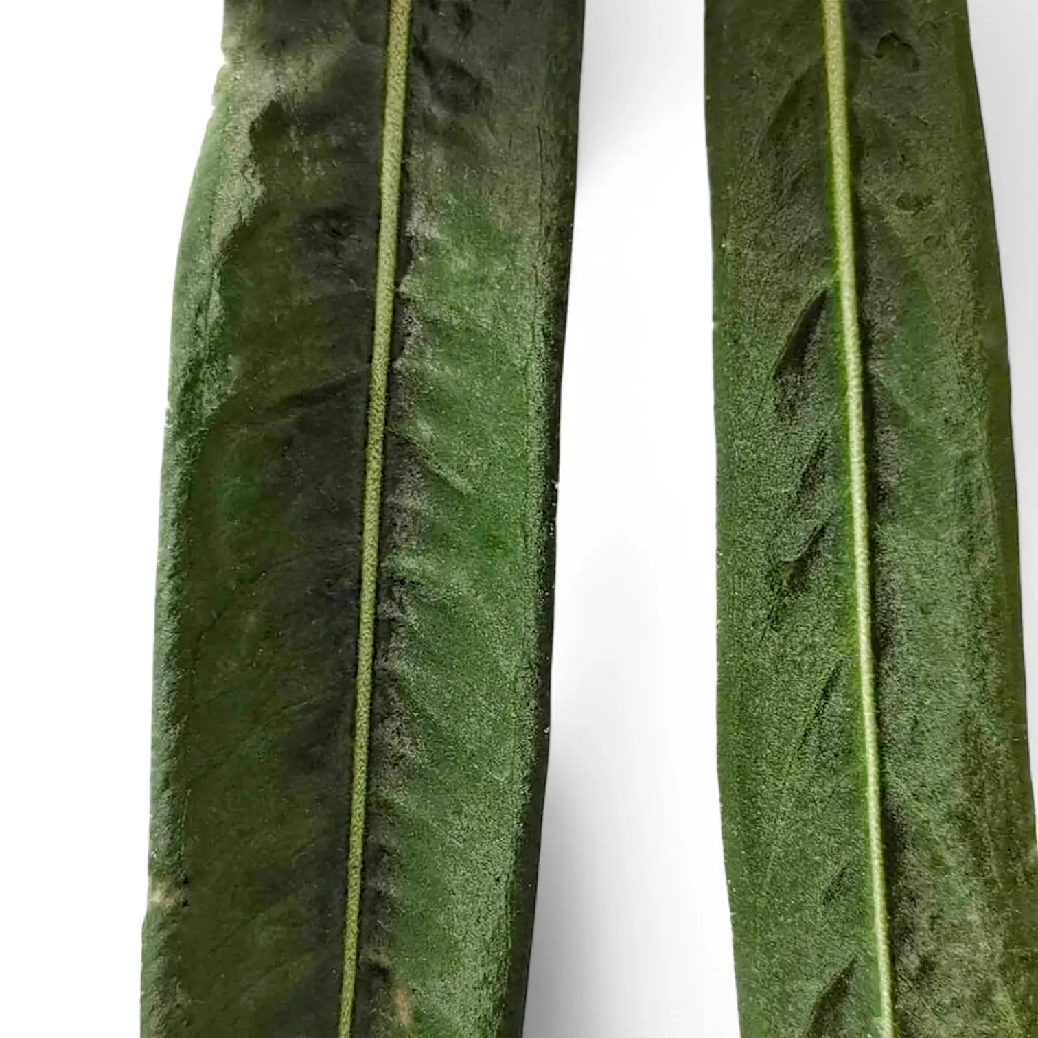 Anthurium pallidiflorum potted houseplant in nursery pot on white background, product photo 6.