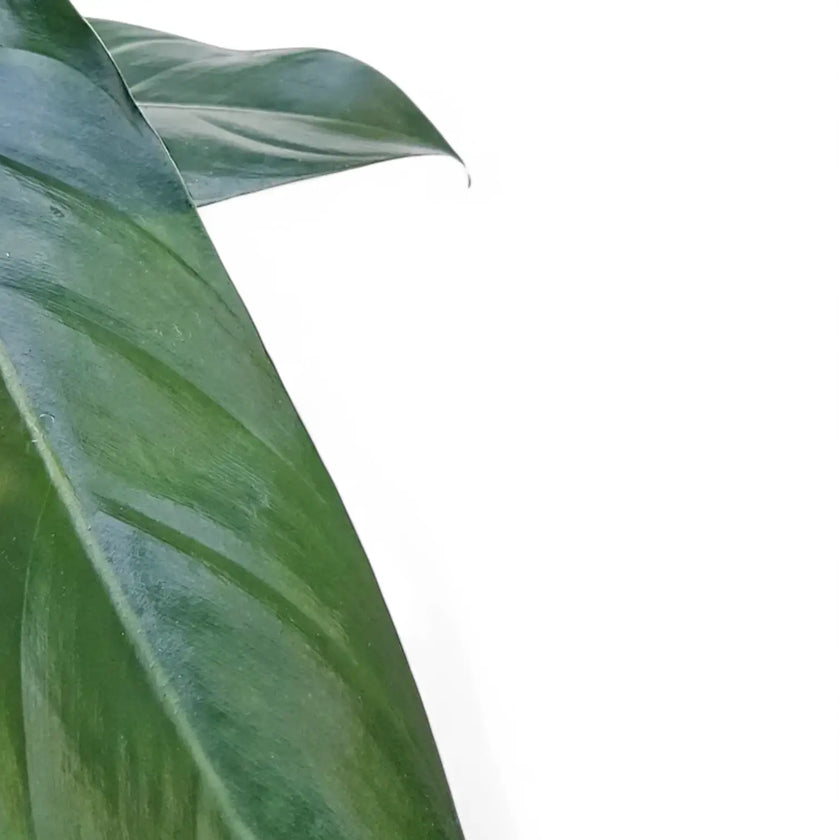 Anthurium pandurilaminum leaf close-up on white background.