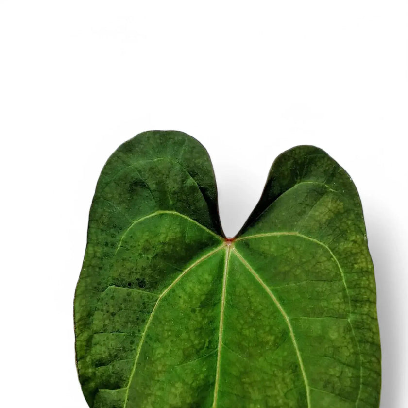 Anthurium papillilaminum x 'Ace of Spades' leaf close-up on white background.