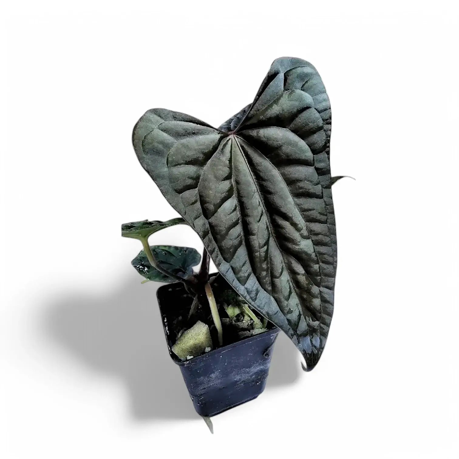 Anthurium papillilaminum x luxurians potted houseplant in nursery pot on white background, product photo 2.