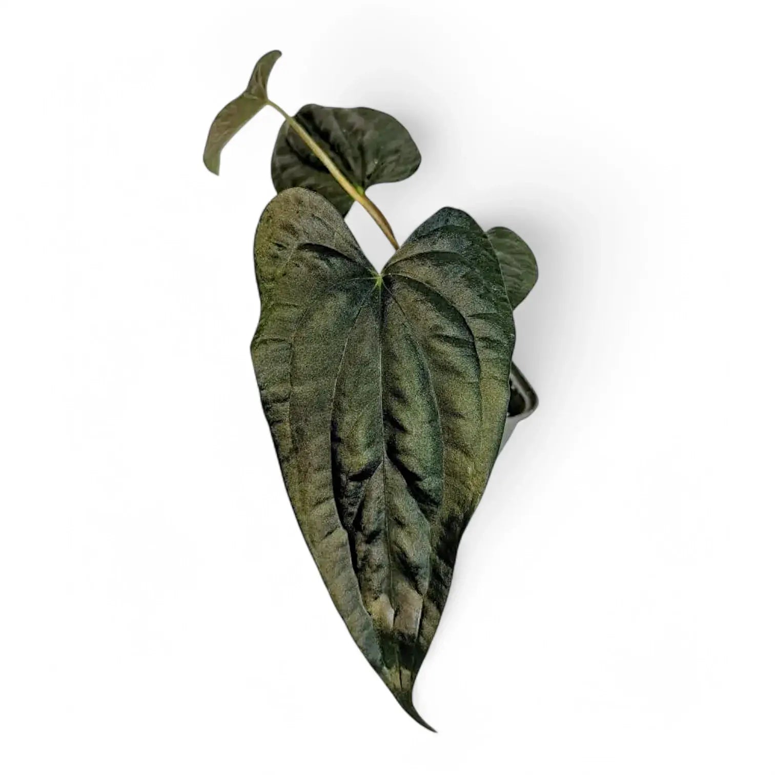 Anthurium papillilaminum x luxurians potted houseplant in nursery pot on white background, product photo 5.