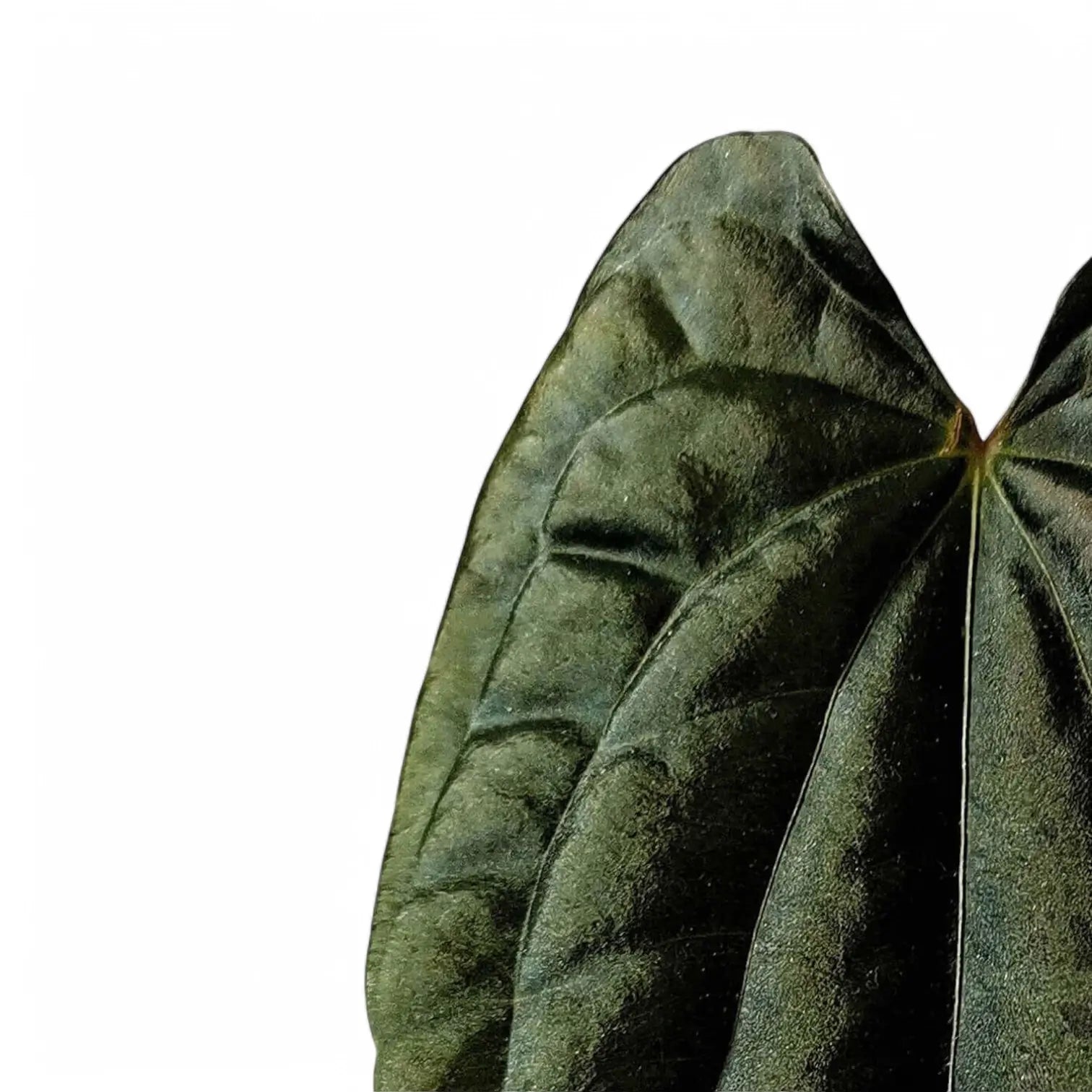 Anthurium papillilaminum x luxurians potted houseplant in nursery pot on white background, product photo 7.