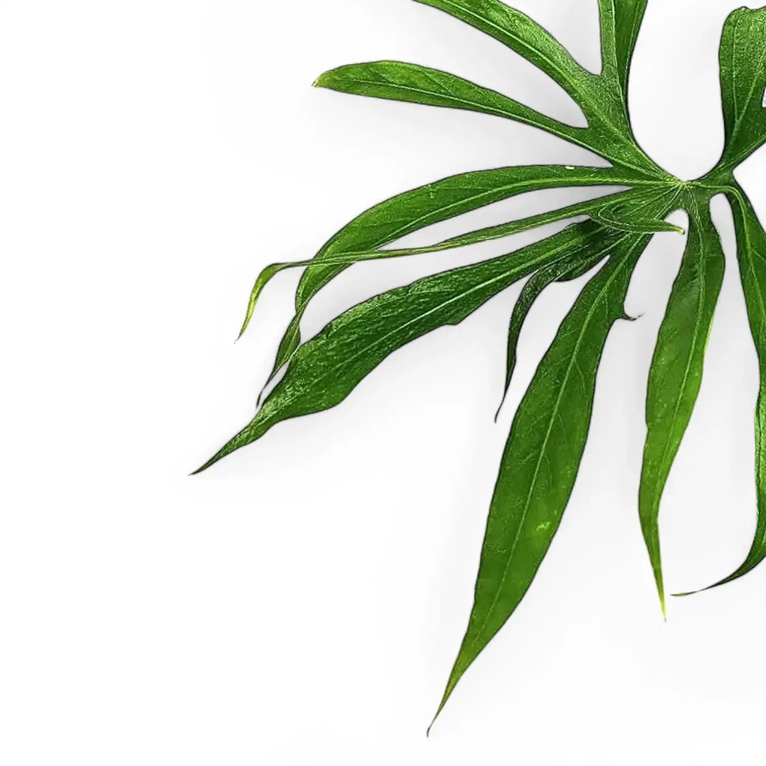 Anthurium pedatoradiatum ('Fingers') – Blattdetail vor weißem Hintergrund..