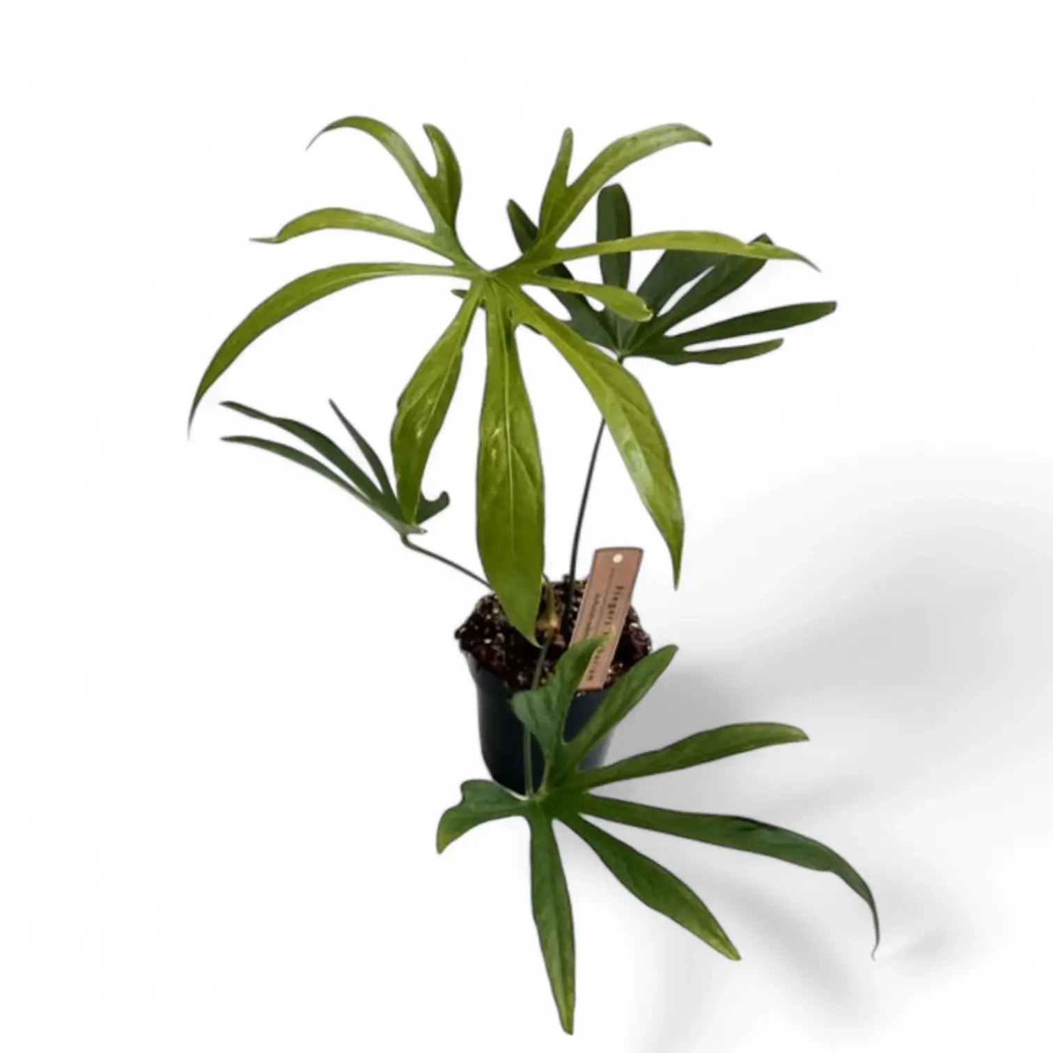 Anthurium pedatoradiatum ('Fingers') Zimmerpflanze im Anzuchttopf vor weiĂźem Hintergrund, Produktfoto 3.